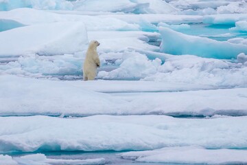 Obraz na płótnie Canvas Standing polar bear cub