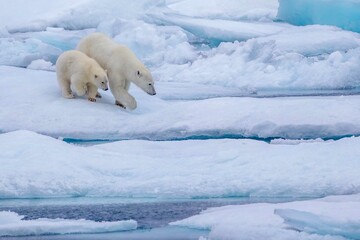 Obraz na płótnie Canvas Polar bear with cub, Nunavut