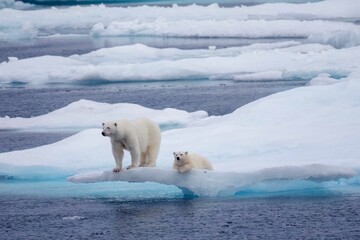 Fototapeta na wymiar Polar bears on ice ledge