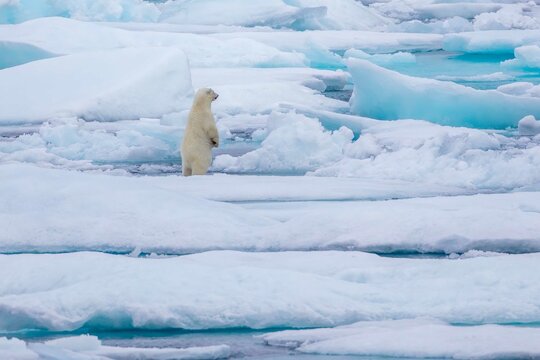Standing polar bear cub