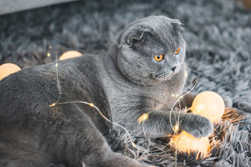Beautiful grey cat. British Shorthair cat, adorable and funny pet