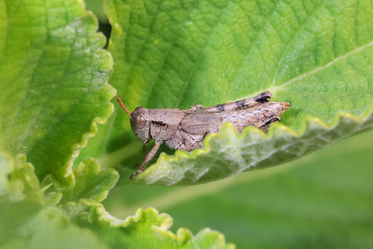 Grasshopper on a large green leaf.