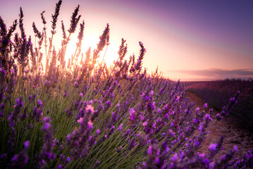 Naklejka premium Close up on lavender flower with sunset behind