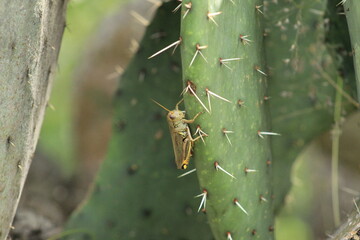 Chapulin