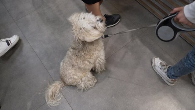 Fluffy Lapdog Is Sitting On A Leash Next To The Owner In The Queue At The Checkout In The Store