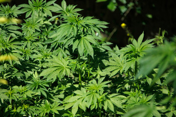 US Marines deployed to afghanistan