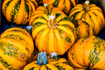 Kürbis, Kamo-Kamo, Cucurbita Pepo, Speisekürbis, Kürbisernte, Erntezeit, Kürbisfest, Baselland,...