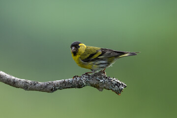 Eurasian siskin (Carduelis spinus)