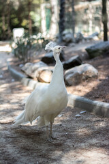 White Peacock in a park in Spain