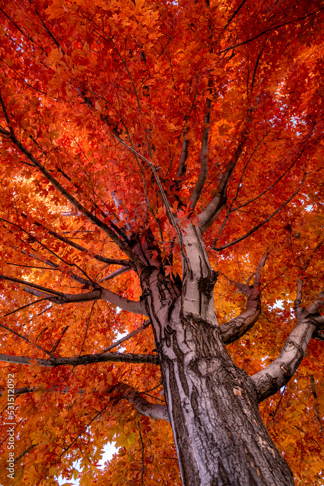 Wall mural looking up the trunk of a red maple tree in full fall color