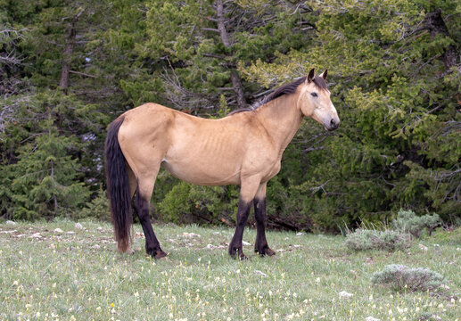 Buckskin spanish mare wild horse in the western United States