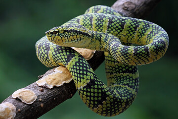 wagleri pit viper snakes on branch, tropidolaemus wagleri, animal closeup