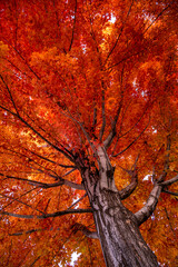 Looking up the trunk of a red maple tree in full fall color
