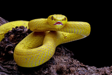 Yellow viper snake on branch, viper snake isolated on black background, animal closeup