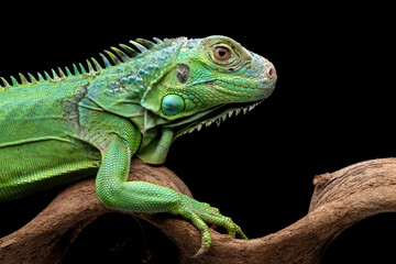 green iguana head and spikes, closeup head of green iguana isolated on black background, animal closeup