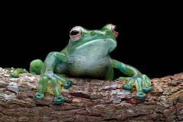 Jade tree frog sitting on branch with black background, Rhacophorus dulitensis, animal closeup
