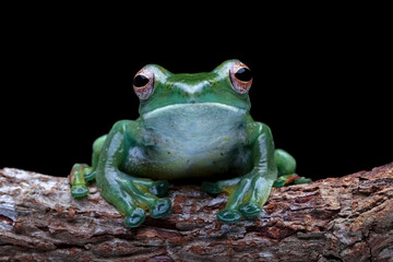 Jade tree frog sitting on branch with black background, Rhacophorus dulitensis, animal closeup