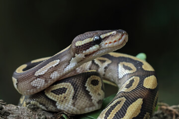 Close up of ball python on a branch, non-venomous snake, python regius