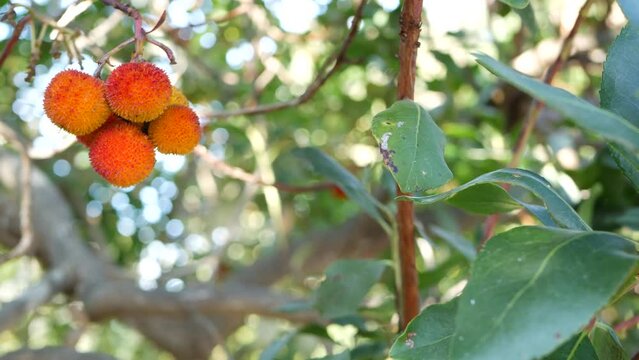 Strawberry tree or shrub ripe and unripe fruits, irish arbutus unedo harvest, cain or cane apple berries. California garden. Green leaves foliage. Mediterranean Europe flora, widespread in Ireland.