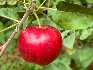 red apple on a branch