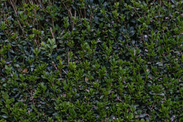 Green shrub hedge, fresh green leaves close-up for texture background
