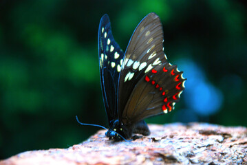 Butterfly on a flower