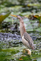 Little bittern