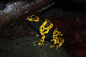 Yellow-banded poison dart frog, bumblebee frog, Dendrobates leucomelas
