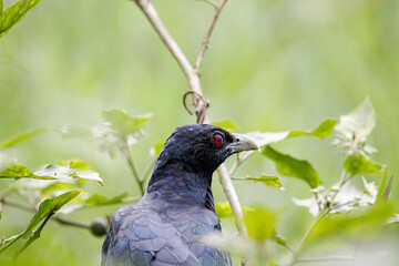 Asian Koel bird sitting on tree in beautiful afternoon singing and looking food.