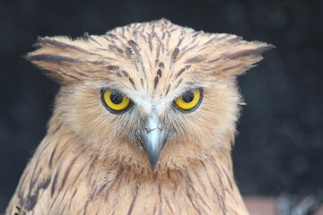 close up of an owl