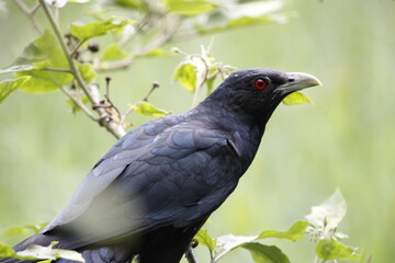 Asian Koel bird sitting on tree in beautiful afternoon singing and looking food.