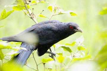 Asian Koel bird sitting on tree in beautiful afternoon singing and looking food.