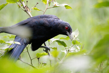 Asian Koel bird sitting on tree in beautiful afternoon singing and looking food.