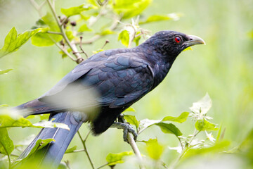 Asian Koel bird sitting on tree in beautiful afternoon singing and looking food.