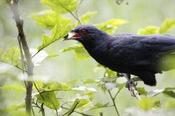 Asian Koel bird sitting on tree in beautiful afternoon singing and looking food.