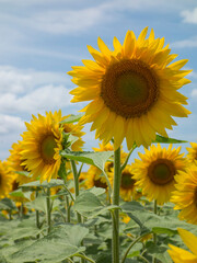 sunflower field in the summer