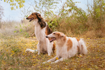 Two dogs of the breed Russian greyhound stand in the autumn park

