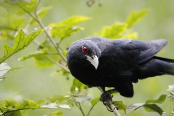Asian Koel bird sitting on tree in beautiful afternoon singing and looking food.