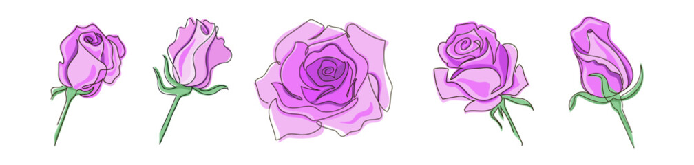 Set of five roses- blooming lush pink rose and buds, drawn in the style of one continuous line. Stock vector illustration, isolated on white background.
