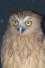 close up of an owl