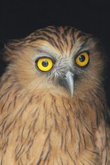 close up of an brown owl