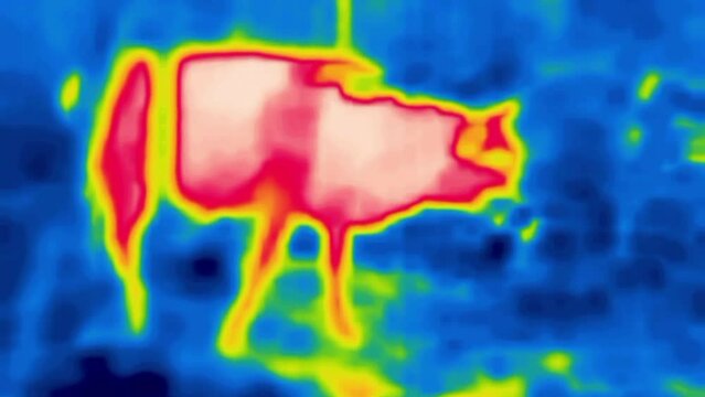 Cow lost in forest among trees. Image from thermal imager device.