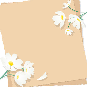 하얀 코스모스 꽃과 편지지 일러스트