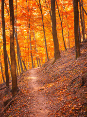 Pathway in the forest at autumn