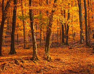 Pathway in the forest at autumn