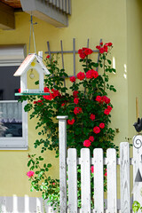 czrwone róże pnące na ścianie domu, red roses climbing on the wall of the house - obrazy, fototapety, plakaty