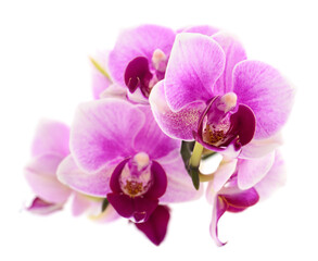 Obraz na płótnie Canvas Purple orchid flower.