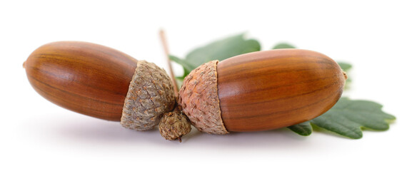 Oak acorns with leaf.