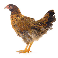 Brown hen isolated.
