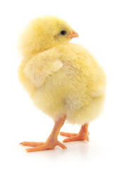 Small yellow chicken